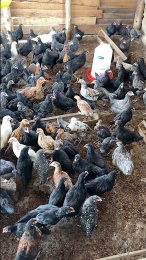 Local Chicken Farming In Uganda #chicken #freerangechickens #livestockfarming #farmingasabusiness