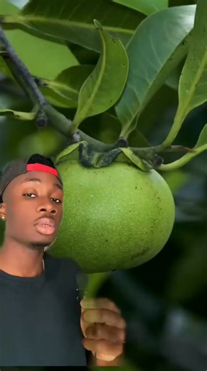 Or I guess 2nd most dangerous since the 1st went down Eve’s windpipe #apple #nature #learnontiktok #horrortok | Mndiaye