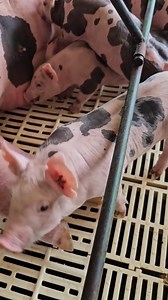 LA RAZA QUE ESTÁ CAMBIANDO LA PORCICULTURA: EL CERDO PIETRAIN Alta conversión, carne magra y rápida ganancia de peso: razones por las que muchos productores están migrando al Pietrain. #PorciculturaModerna #CerdoPietrain #AgroNegocios #CarnePremium #RazaPorcina #Productividad Traducir | Agropecuaria TV