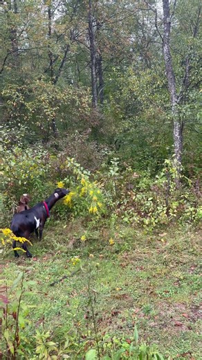 Starship vs. Farm: Alien Animal Encounter! #epic #scifi #farm