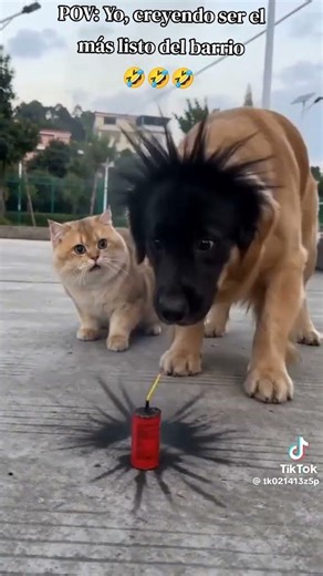 CARLOS CAYO "@ELMOZODELPAPALEONXIV ☀️😇🙏❤️🇵🇪 NO TENGO DERECHOS DE AUTOR