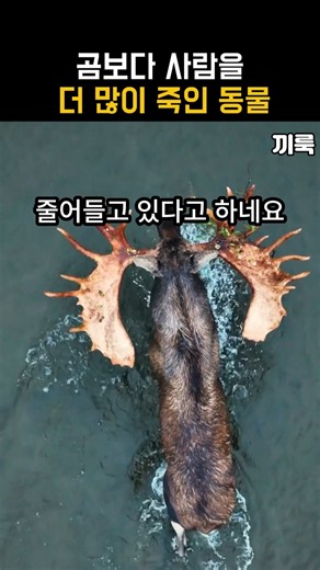 곰보다 사람을 더 많이 죽인 동물 #Shorts #말코손바닥사슴 #무스 #야생동물 #위험 #자연 #moose #wildlife #danger #nature