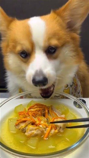 Vet-Recommended Dog Food That Actually Tastes Good !