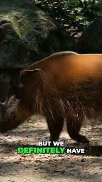 Texas Has Two African Hog Species Running Wild