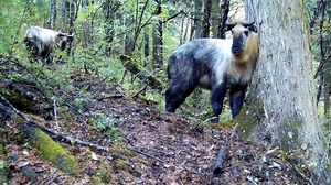 Beyond the pandas, meet the other animal residents of the Wanglang National Nature Reserve in Sichuan! #wildlife #nature #animals #HiPanda #PandaFun #FBLive #AGreenerEarth #WildlifeParadise For more panda information, please check out: https://en.ipanda.com | iPanda