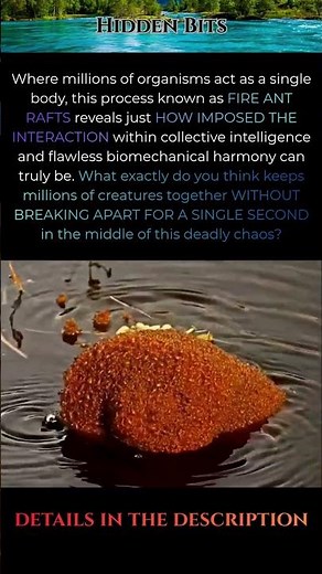 The Living Raft on Water: Fire Ants