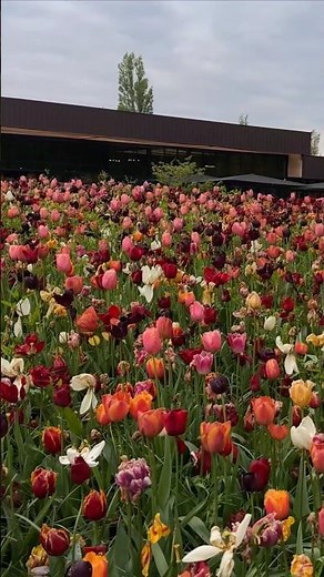Keukenhof 2024