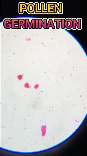 Pollen Germination Slide #pollengermination #cbsebiology #microscopeworld #icsebiology #microscopy