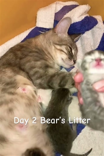 Kittens 24 hrs later…. newborn. #cat #new #lynxpointsiamese #babykittens #kitten