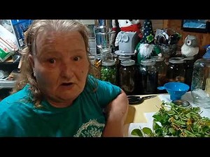 Harvesting and Making A Honeysuckle Tincture