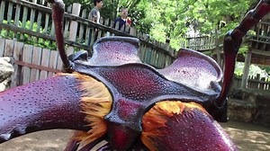 Get ready to bug out! Bug Mania! is taking over the zoo through September 3rd. These huge replicas of bugs will be scattered throughout the entire zoo, inspiring our guests to appreciate the roles these creatures play in a diverse animal world. Plus, educators will give you the chance to meet some real bugs! | San Antonio Zoo