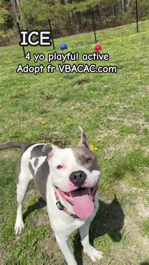Adopt ICE VBACAC.com #adoptme #shelterdog #fetch #fetching #happydog #playfuldog #playtime #doglife