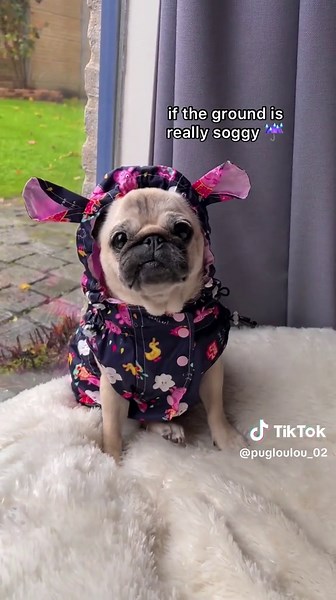 Pugs Refuse to Potty in the Rain: Adorable Moments