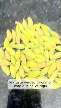 Por qué el Cardamomo Orgánico se vende a bajo precio si NO lo clasificas. (Calidades y Defectos).