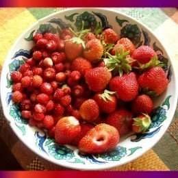 Grow Gourmet Alpine Strawberries