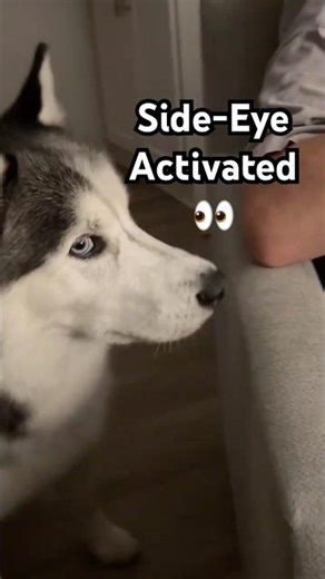 Husky Doesn’t Trust Grandpa with Baby👴🏻👀🐺