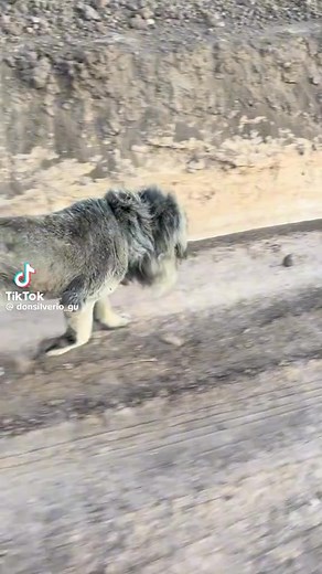 #aynomemes | Ay no Memes