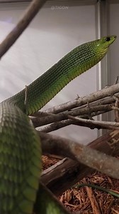 🐍Boomslang Snake vs Bird #shorts | Wild Adventures in हिंदी