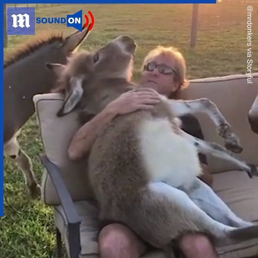 This man beautifully sings to a donkey in his arms! 😂❤️via storyful | Daily Mail Video