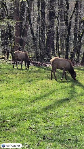 The Great Smoky Mountains National Park is home to approximately 140 elk, often spotted grazing in the fields near the Oconaluftee Visitor Center. Check out this gorgeous shot from @sc4caster… what a sight to see! 🦌 REMINDER: When elk viewing, remember to keep your distance in order to avoid the possibility of injury and or/fines in both the Great Smoky Mountains National Park and the tribal lands of the Eastern Band of Cherokee Indians. | Visit Cherokee