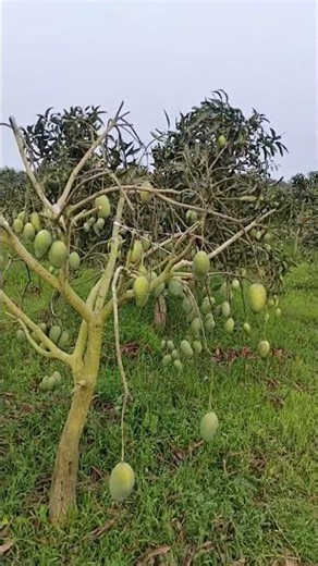 Mango Tree No Leaf #sapaharmangotv