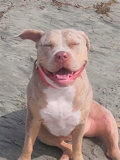 Managing Your Dog's Screen Time Like a Pro