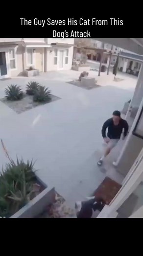 The Guy saves his cat from this dog’s attack #reels #fyp #DogAttacke #kittyCat #WildLife #AnimalPlanet #ForYouPage🥰✌️ | Gunner Puppy