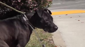 15K views · 976 reactions | Today was a perfect day for sweet WREN. This courageous, BLIND beauty survived his time in the Shelter and he was able to take his FREEDOM RUN today thanks to all of your SHARING! Happy life sweet WREN <3 PHOTO THREAD: https://www.facebook.com/savingcarsonshelterdogs/photos/a.219655291540446.1073741846.171850219654287/553898641449441/?type=3&theater | Saving Carson Shelter Dogs | Facebook