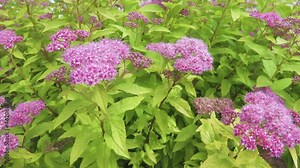 Japanese spiraea (Spiraea japonica) at Middle Siberia. Pink flowering shrubs.