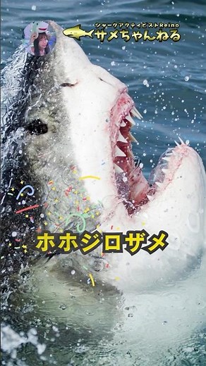 ホホジロザメ30秒解説！ #サメ #ホホジロザメ #ホオジロザメ #サメの保護 #危険生物