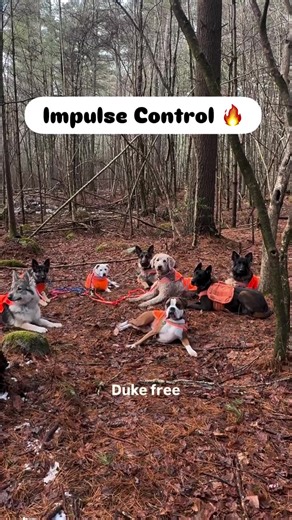 Trail time really is the best. But that doesn’t mean we let things turn into chaos. We slow it down, ask for a down, and then release them in one at a time. It’s all about working that impulse control before they earn the next part. Fergus was a little rusty today and you can definitely see it. Two weeks off for the holidays and he was basically like, “Wait… what are the rules again?” This totally normal. Kate stepped in, gave him some clear reminders, and showed him exactly what we were looking