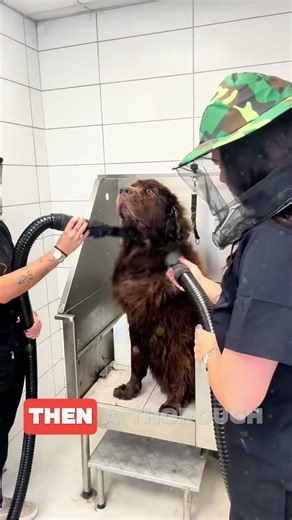 Stop Your Dog’s Shedding Easily 🐶✨