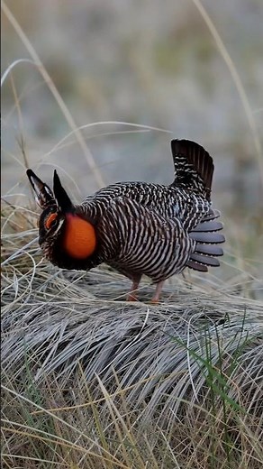 The courtship display of the sage grouse is one of the most dramatic performances.