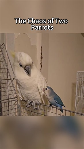 Two Parrots Chaos 🦜 🦜 #animals #parrots #funny #funnyanimals #funnyvideo