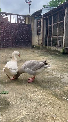 Mating behavior of geese……#birdlovers #birds #goose #geese