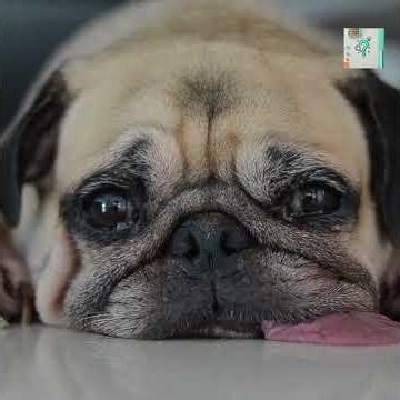 Why Dogs Spin in Circles Before Lying Down