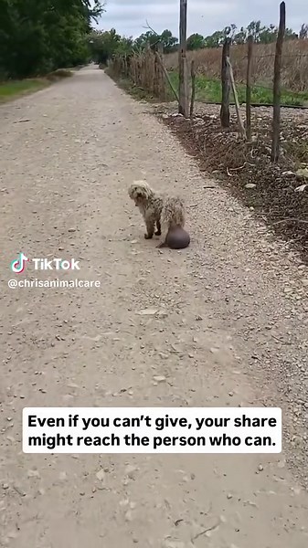 Help animals in need by donating for their treatment and food. Every small contribution makes a big difference 🐾