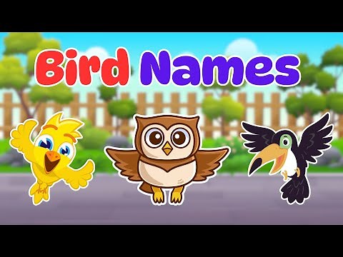 Learn About Birds for Kids | Fun Bird Facts with Jolly Star Learning