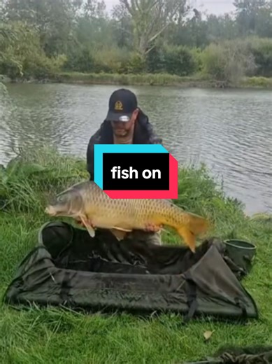 sur une petit peche rapide une 20 nous rend visite #carpe #peche #pecherapide #pecheur #fishon