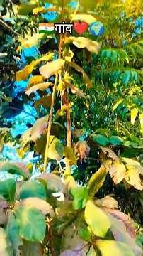 गांव का 🌴मौसम ❤️🌍😘#farming #gav #village #nature #nature #desi #reels #shorts