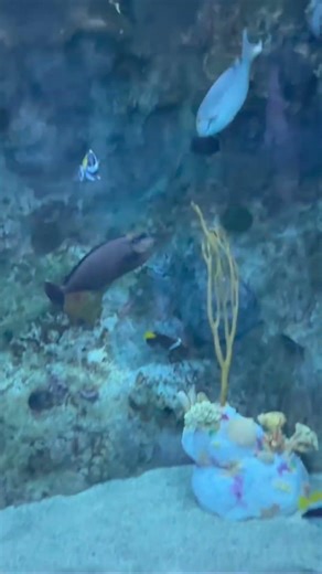 Finding Nemo! Incredible Ocean Adventure Awaits!