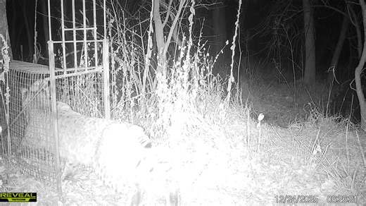 Christmas present for you all. The “Exposed Cage” set. It’s a real problem solver for cats that aren’t interested in getting into your cage trap. Been sharing this with customers who’ve contacted me while frustrated with a cat visiting their cage and not going in. Just set the trap complete uncovered and wire tightly an irresistible bait inside. A duck, pheasant carcass etc. The customer who sent me this video used a pigeon. Just a few days ago he asked for some help with a problem cat…problem s