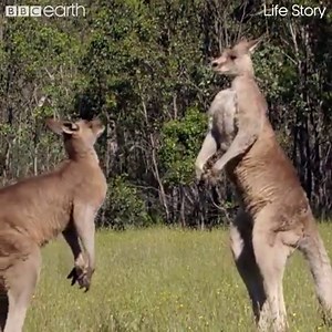 You do NOT want to get between two fighting kangaroos! #LifeStory | BBC Earth