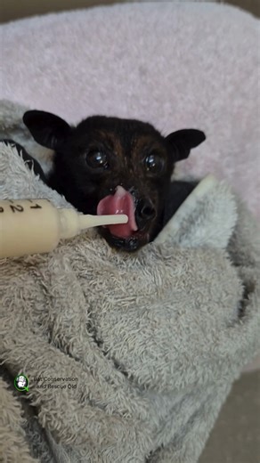 Bat Conservation & Rescue QLD on Instagram: "A wonderfully caring man walking along the foreshore spotted a flying fox struggling on the sand. He knew the tide was coming in so grabbed a towel and carefully, without touching, carried the bat, who we’ve named Beach, to safety and hung him in a tree for our rescuer to find. Thank you so much! Once Beach got a taste for mango and banana smoothie, he didn’t want to stop. He’s now recovering in a flight aviary and will be released as soon as he’s rea
