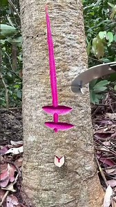 Traditional Tree Tapping Techniques for Harvesting Natural Resources in the Forest