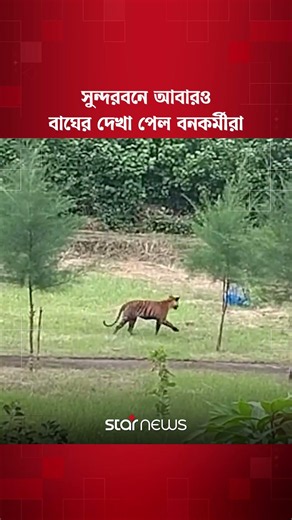 সুন্দরবনে আবারও বাঘের দেখা পেল বনকর্মীরা | Sundarban | Tiger | Star News