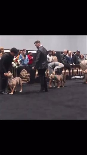 Get ready for the ultimate showdown! We're thrilled to announce the debut of our first 2025 ABKC Nationals. This sneak peek showcases incredible American XL Bullies in classes 1-2. Don't miss the full video, dropping this Friday, 12/12/25. Share with friends and tag if you spot your dog or handler!. #DogShowLife #DogShowSeason #ChampionBloodline #BestInShow