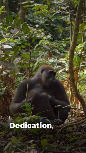 Sir David Attenborough narrates a five-part miniseries celebrating one of life's biggest challenges: raising young. Parenthood premieres Wednesday, February 4 at 8 PM on Nature. | Cascade PBS