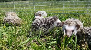 2.4K views · 64 reactions | SALE: Hedgehogs $120 | Even Keel Exotics | Facebook