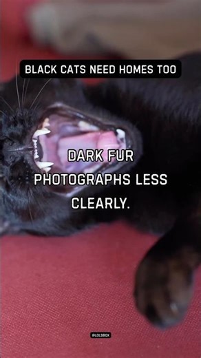 Shelter black cats are often overlooked online. Dark fur photographs less clearly.